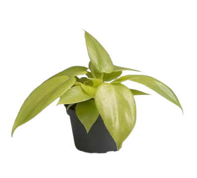 4" Philodendron Bipennifolium Aurea